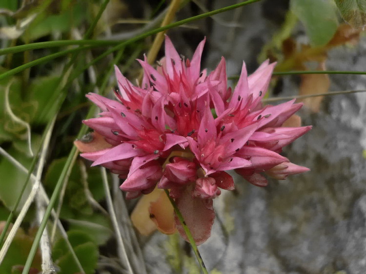 Изображение особи Sedum spurium.