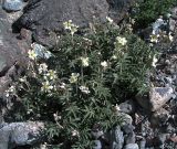 Farinopsis salesoviana