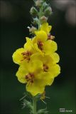 Image of taxon representative. Author is Владимир Савчук