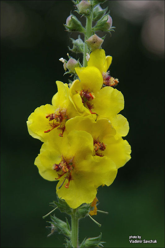 Image of Verbascum blattaria specimen.