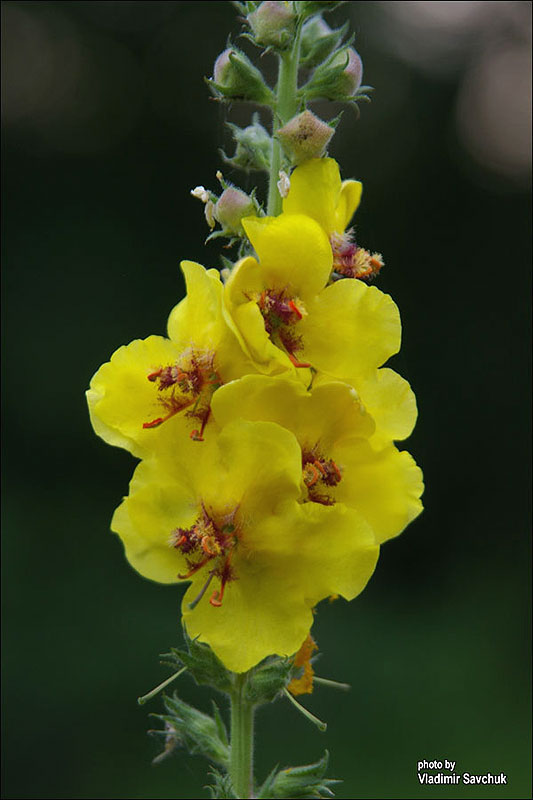 Изображение особи Verbascum blattaria.