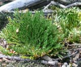 Selaginella tamariscina. Растение на скальной породе. Приморский край, Уссурийский р-н. 08.06.2008.