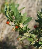 Lycium flexicaule