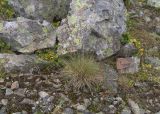 Festuca ovina