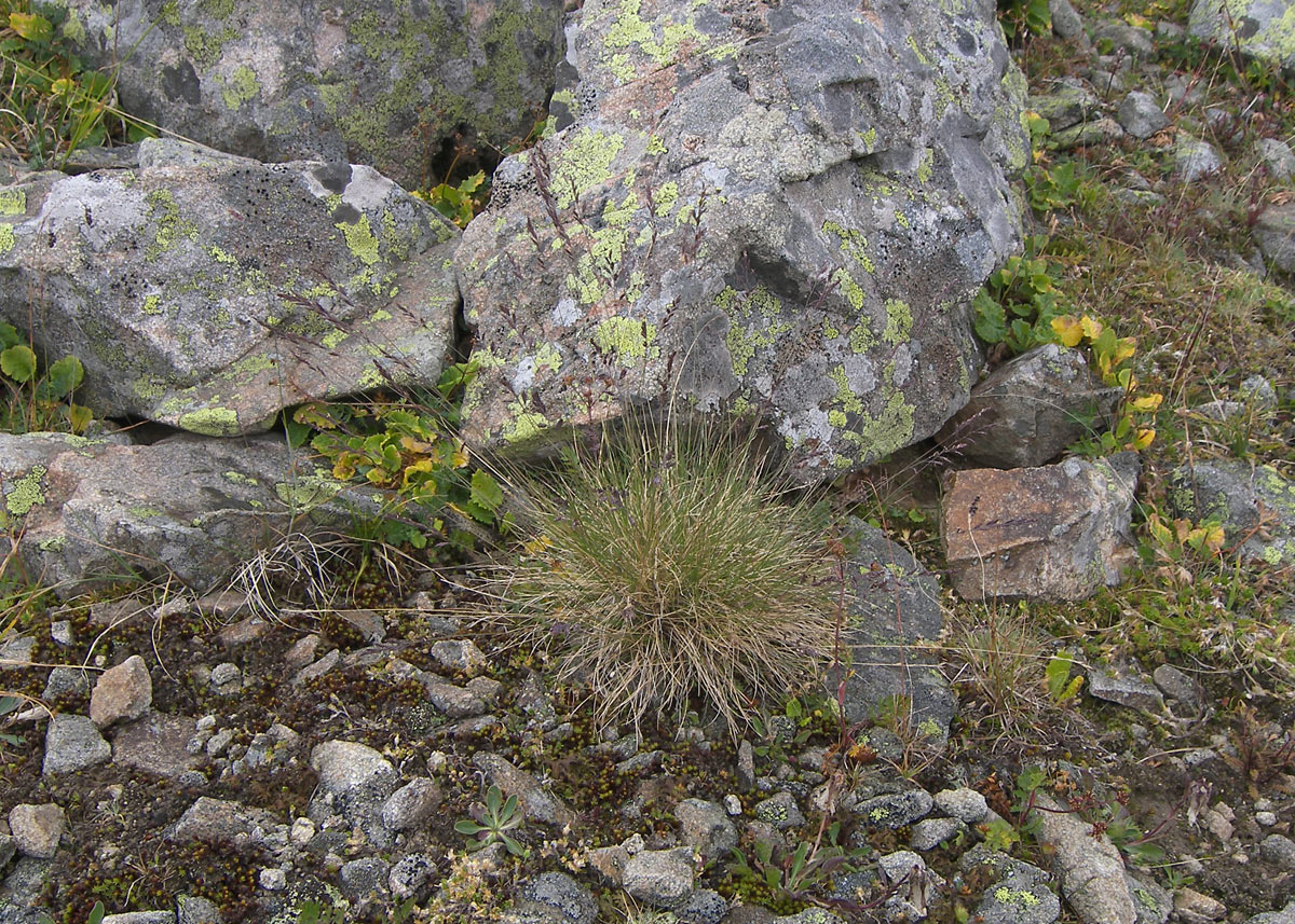 Изображение особи Festuca ovina.