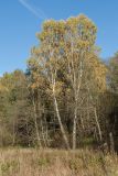 Betula pendula. Взрослые деревья с листвой в осенней окраске. Ленинградская обл., Кировский р-н, пос. Дачное, опушка сероольшаника у подошвы склона долины р. Мга. 04.10.2015.