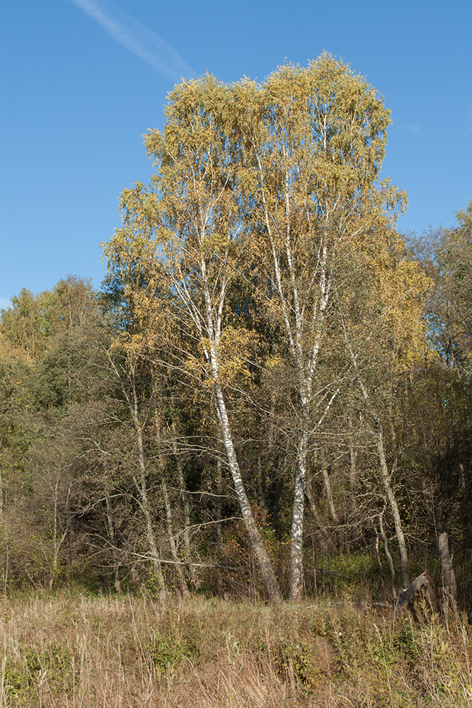Image of Betula pendula specimen.
