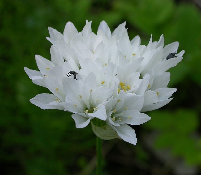 Image of Allium candolleanum specimen.
