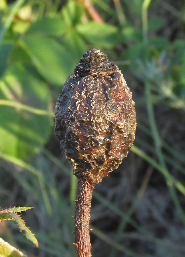 Image of Rosa pygmaea specimen.