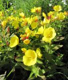 Oenothera pilosella