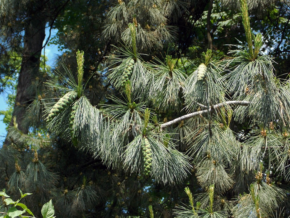 Изображение особи Pinus peuce.