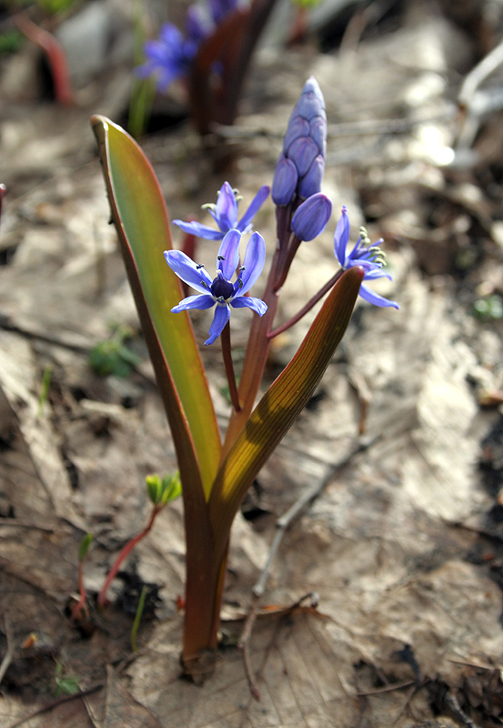 Изображение особи Scilla bifolia.