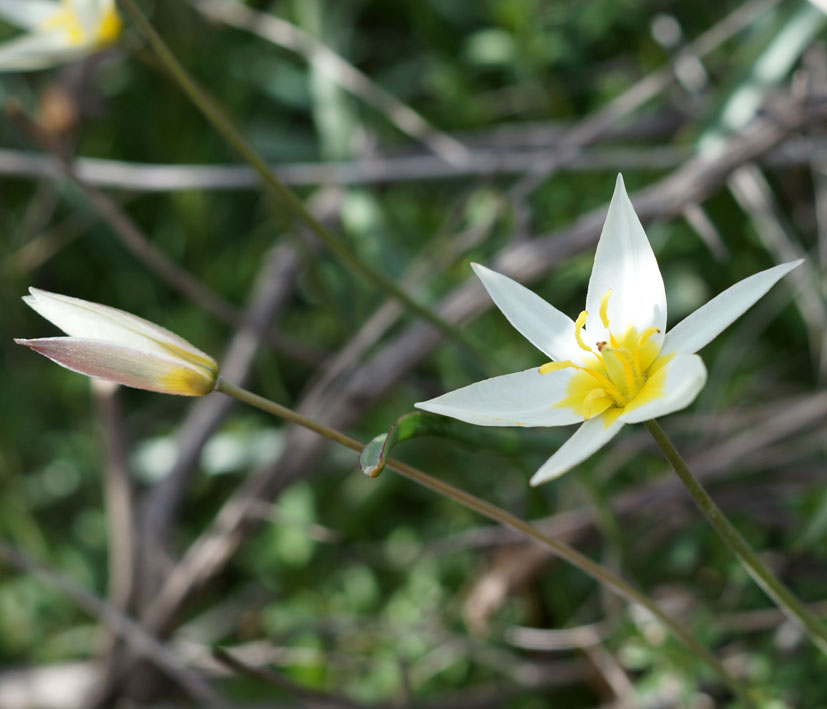 Изображение особи Tulipa binutans.