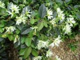 Loropetalum chinense
