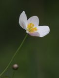 Image of taxon representative. Author is Сергей Черенков