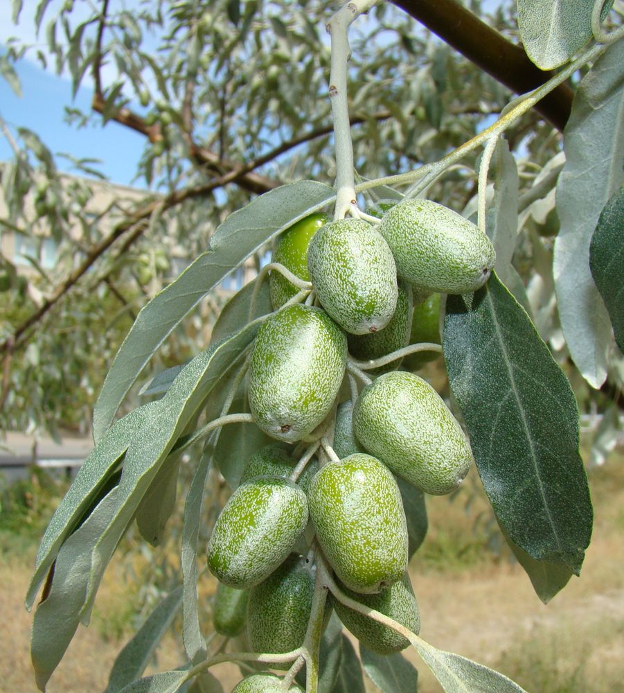 Image of Elaeagnus littoralis specimen.