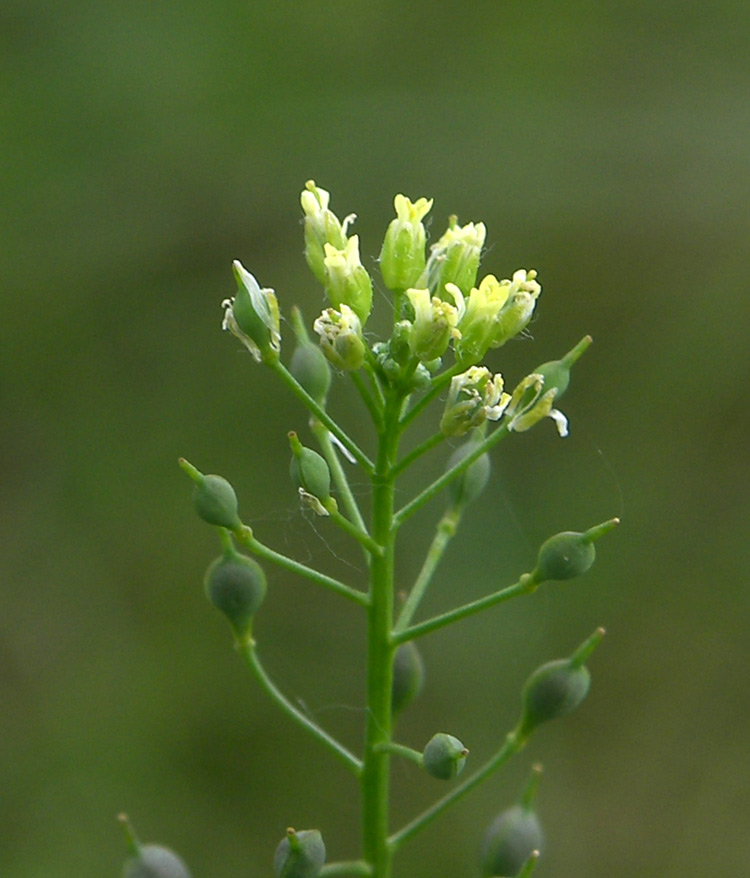 Изображение особи Camelina microcarpa.