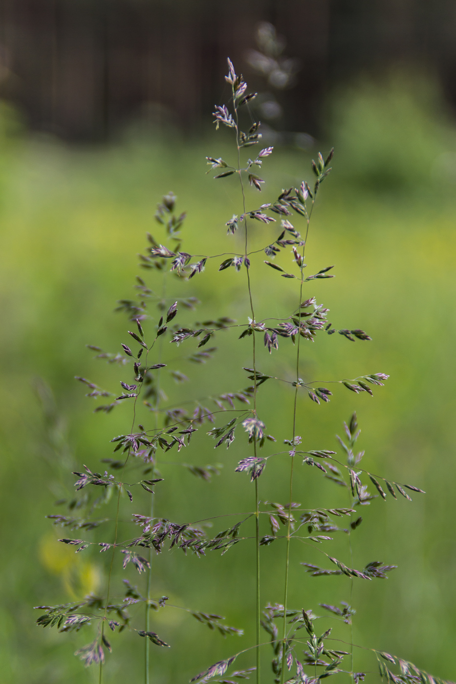 Image of genus Poa specimen.