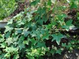 Echinocystis lobata. Часть цветущего растения. Иркутская обл., Иркутский р-н, обочина грунтовой дороги близ устья р. Иркут. 15.07.2015.