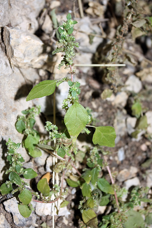 Изображение особи Parietaria chersonensis.