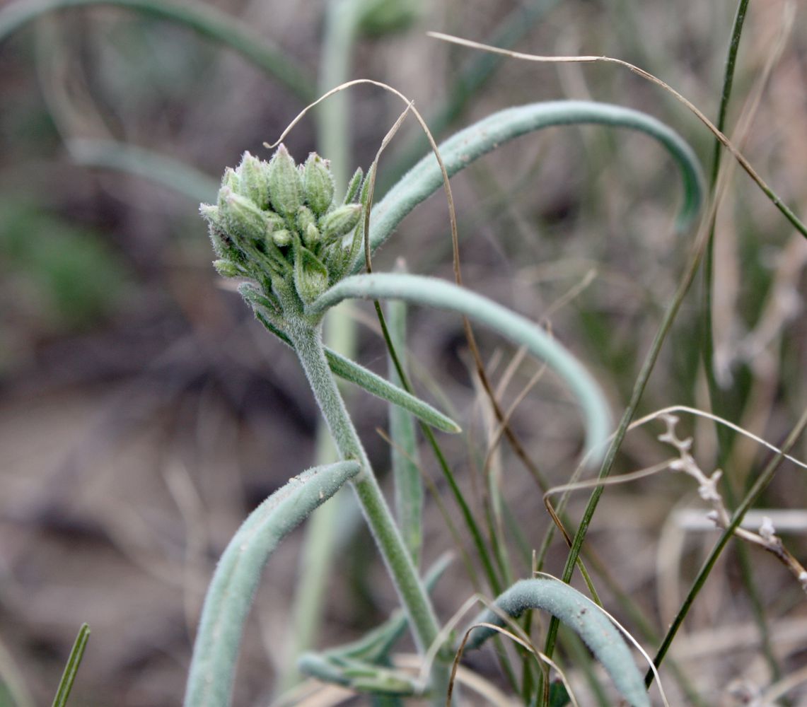 Изображение особи Vincetoxicum sibiricum.