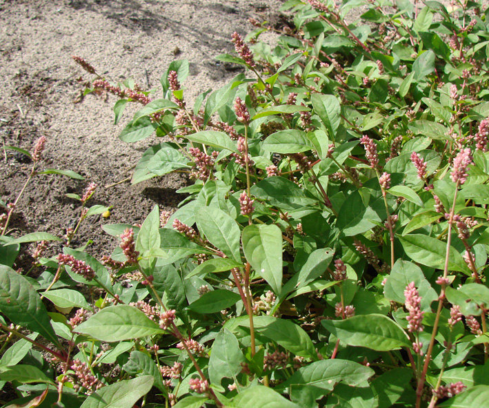 Image of Persicaria lapathifolia specimen.