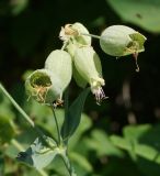 Oberna behen. Цветок и незрелые плоды-коробочки. Восточный Казахстан, Глубоковский р-н, окр. с. Тарханка, западный склон сопки, обочина грунтовой дороги. 23.06.2015.