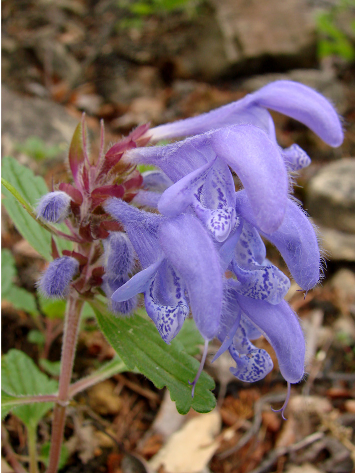 Image of Dracocephalum stellerianum specimen.