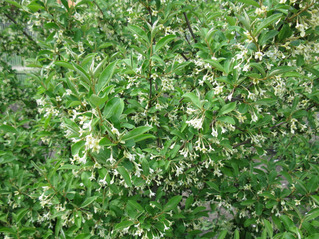 Image of Elaeagnus multiflora specimen.