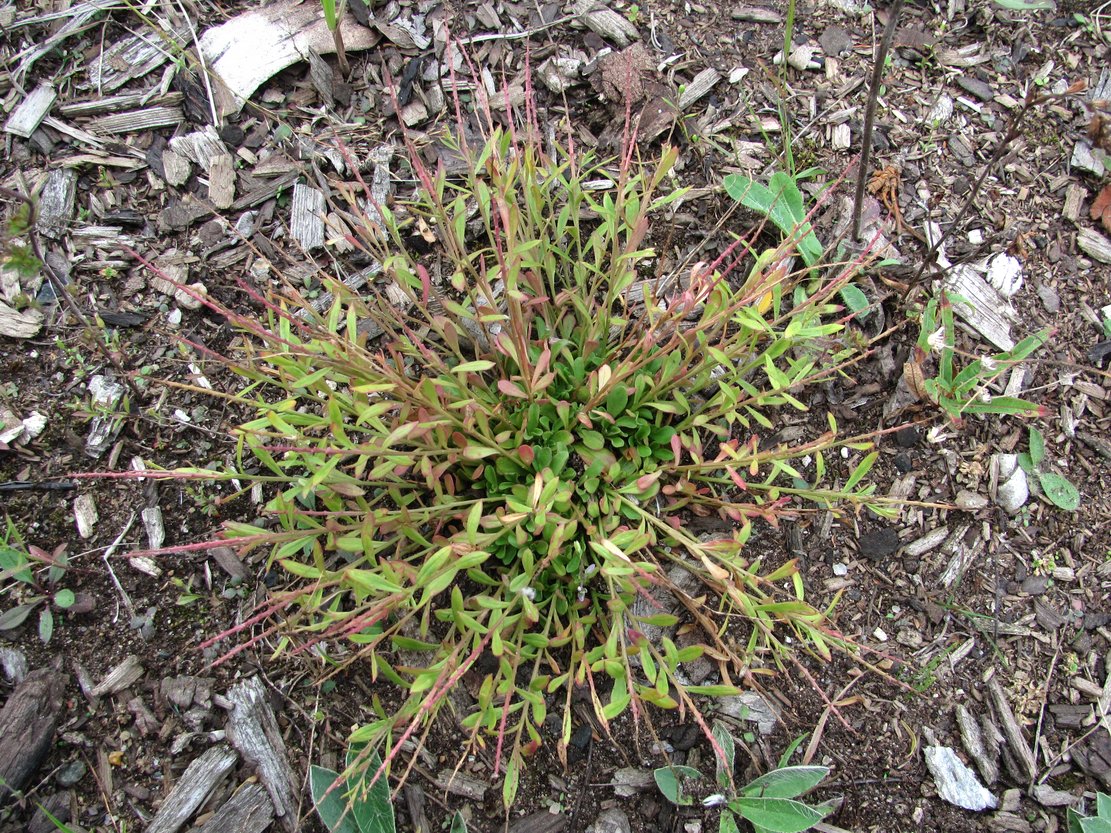 Image of Polygala amarella specimen.