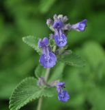 Nepeta mussinii