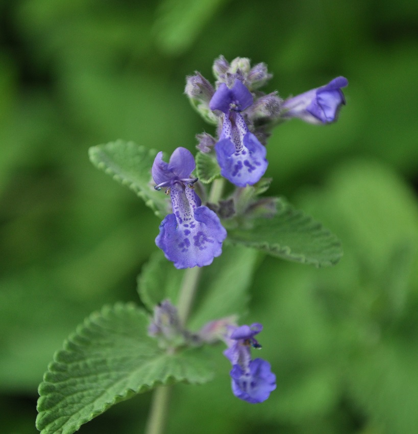 Изображение особи Nepeta mussinii.