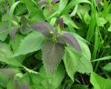 Lamium album