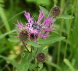 Centaurea phrygia