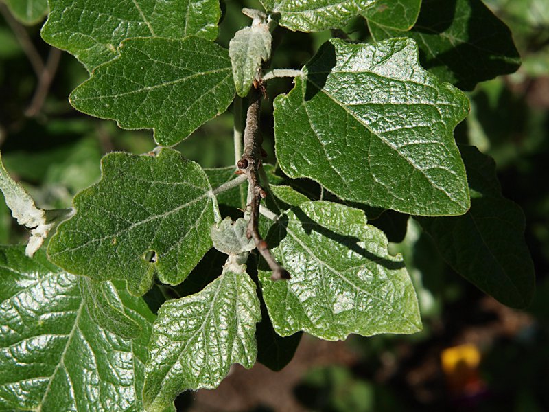 Image of Populus alba specimen.