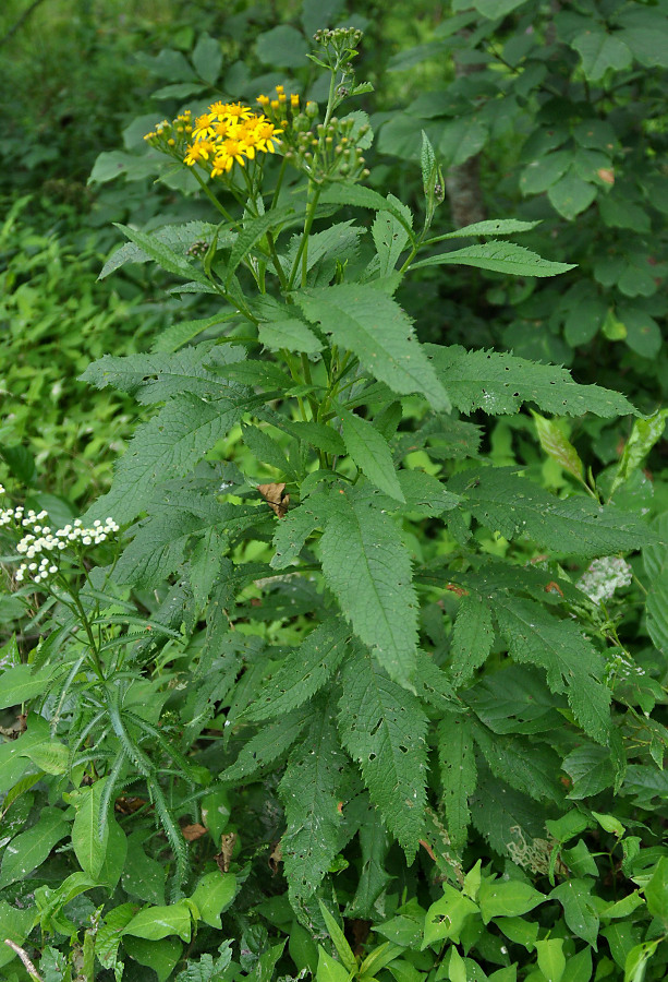 Изображение особи Senecio litvinovii.