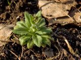 Draba nemorosa. Зацветающее растение. Свердловская обл., высокий левый берег р. Исеть ниже дер. Бекленищева (порог Ревун), скальные обнажения за порогом. 16 апреля 2016 г.