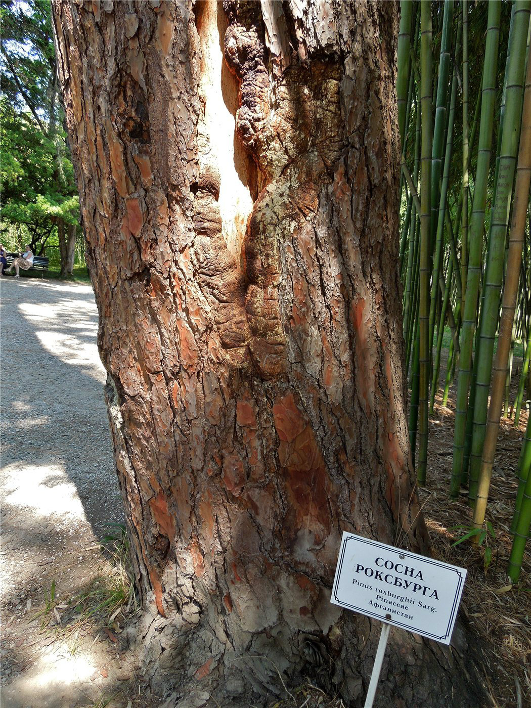 Image of Pinus roxburghii specimen.