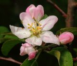 Malus domestica. Цветок и бутоны. Московская обл., Раменский р-н, окр. дер. Хрипань, садовый участок. 12.05.2016.