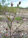 Erigeron politus. Верхняя часть цветущего растения. Архангельск, близ ж. д. 7 июля 2009 г.