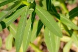 Euphorbia semivillosa. Листья. Татарстан, Нижнекамский р-н, окр. дер. Благодатная, лесостепной участок с чередованием степи и перелесков с преобладанием дуба. Открытый участок. 14 мая 2016 г.