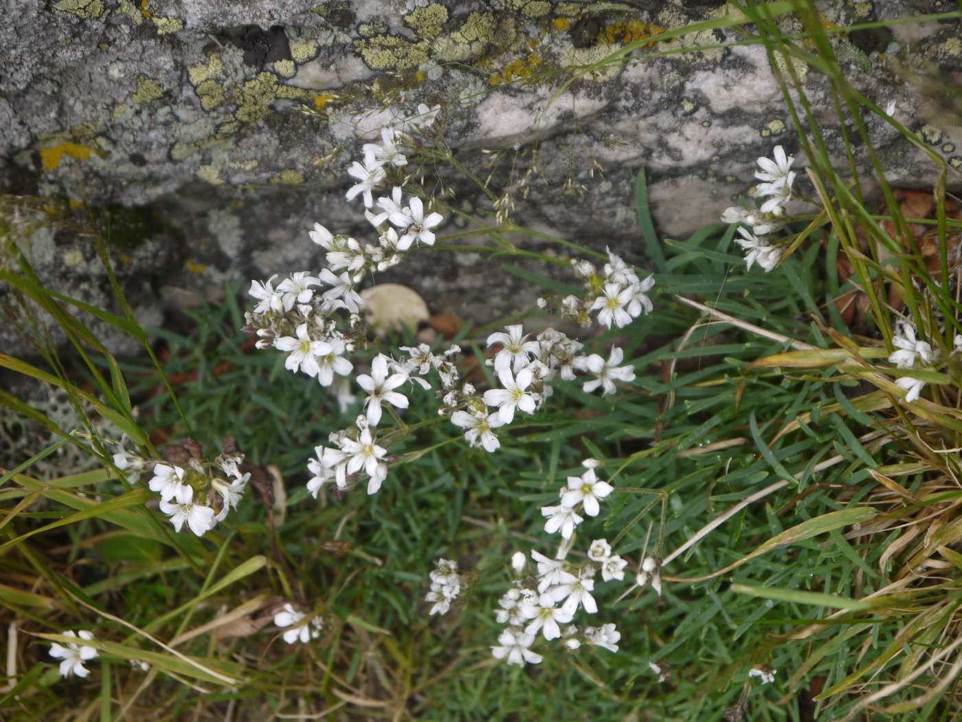 Изображение особи Gypsophila uralensis.