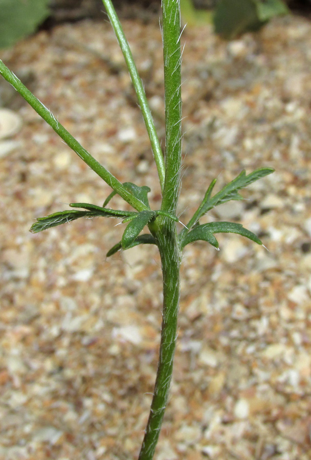 Image of Papaver minus specimen.