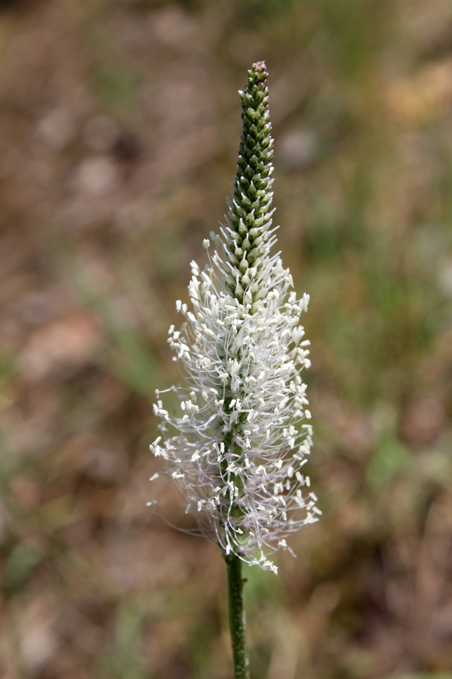 Image of Plantago urvillei specimen.