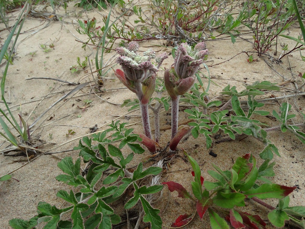 Image of Glehnia litoralis specimen.