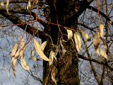 Salix alba. Листья в осенней раскраске. Санкт-Петербург. 11 ноября 2009 г.