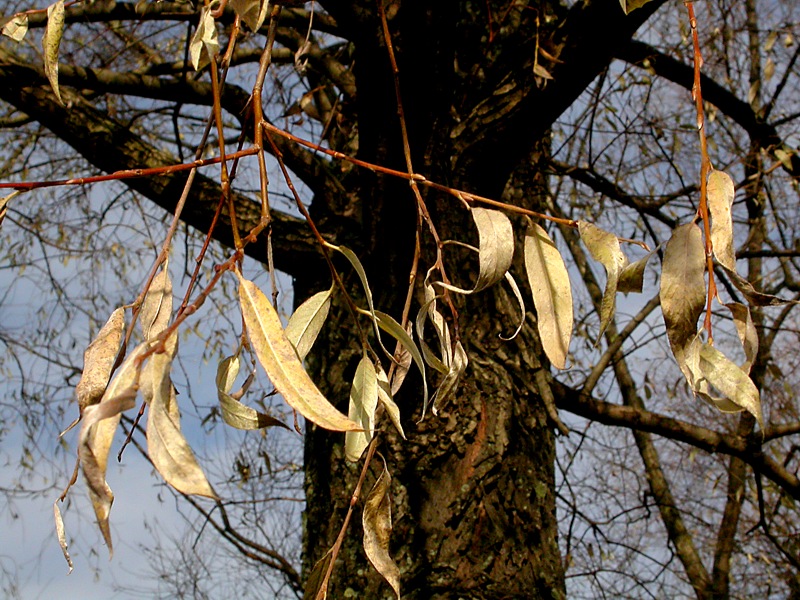 Image of Salix alba specimen.