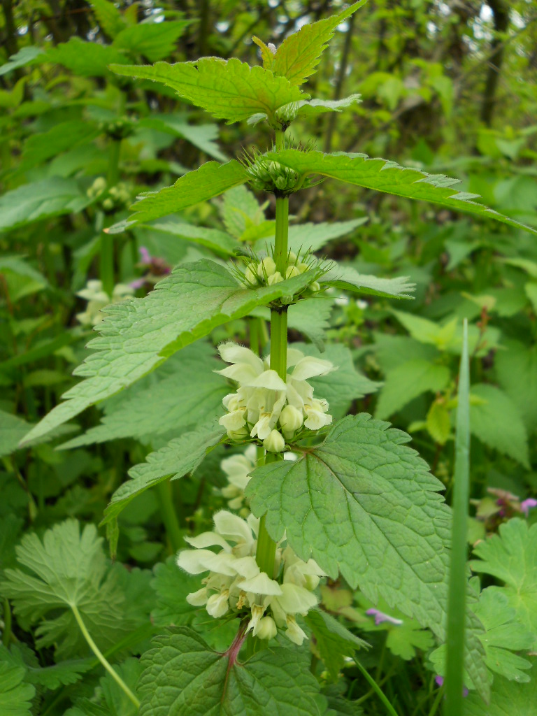 Image of Lamium album specimen.