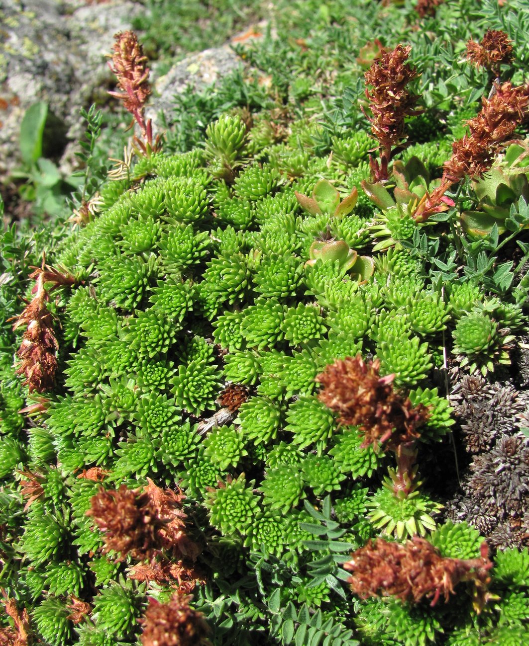 Image of Saxifraga juniperifolia specimen.