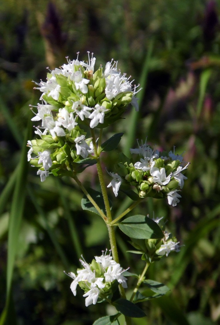 Image of Origanum vulgare ssp. viride specimen.